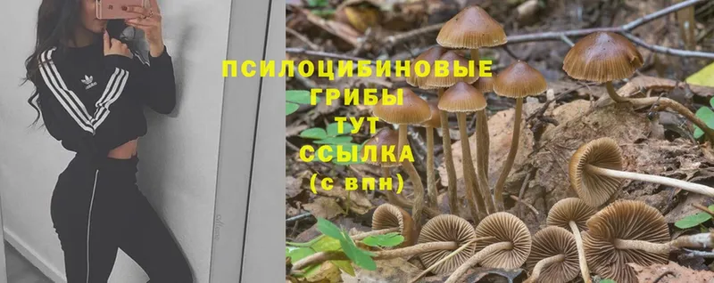 Псилоцибиновые грибы Magic Shrooms Кострома